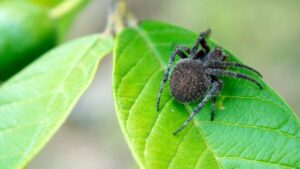 Why Are Spiders Important to the Ecosystem