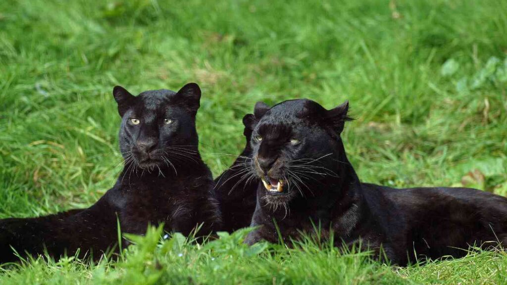 Is there Black Panthers in Texas